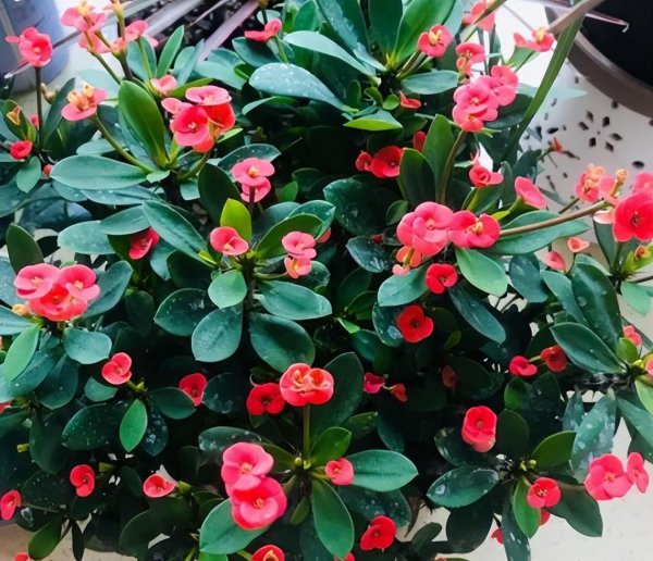 虎刺梅怎么养才能更旺盛