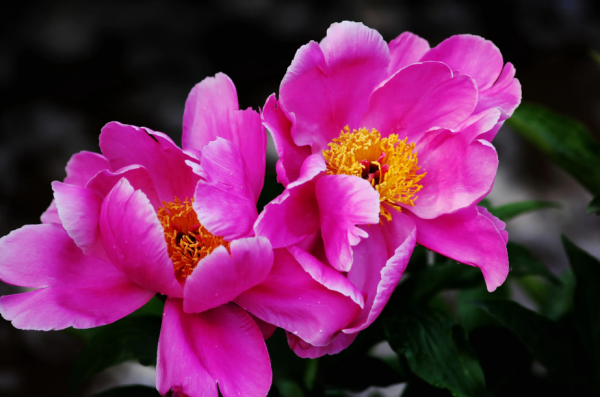 经典唯美的芍药诗句