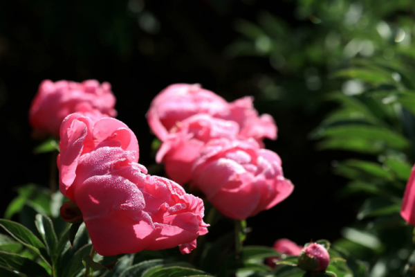 经典唯美的芍药诗句