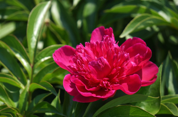 经典唯美的芍药诗句