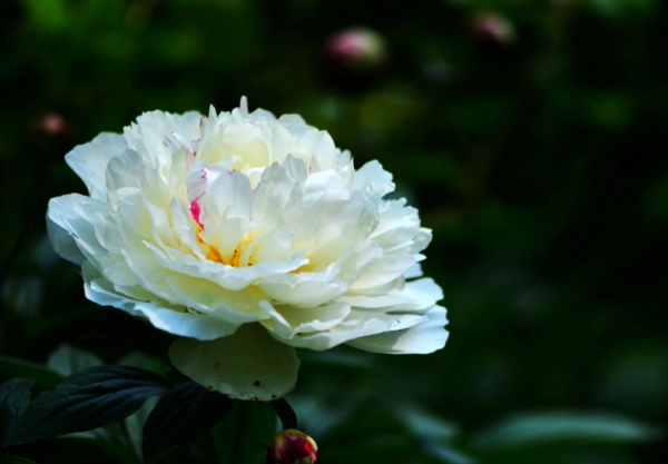 经典唯美的芍药诗句