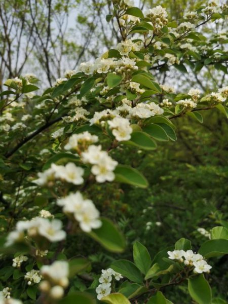 醉翁亭记多少字