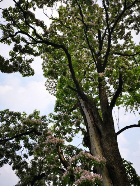 醉翁亭记多少字