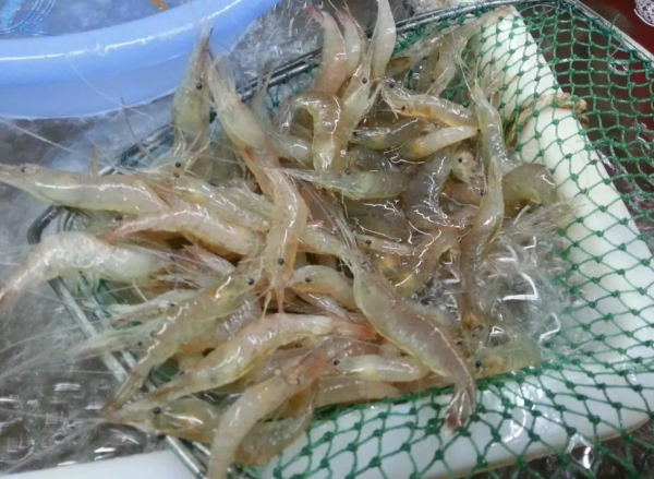 太湖三白是哪三白