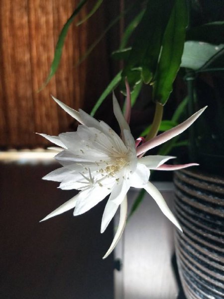 传说中最神秘的花