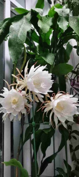 传说中最神秘的花