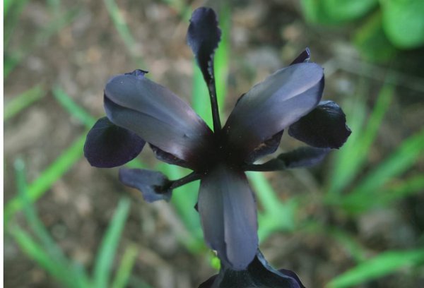 传说中最神秘的花