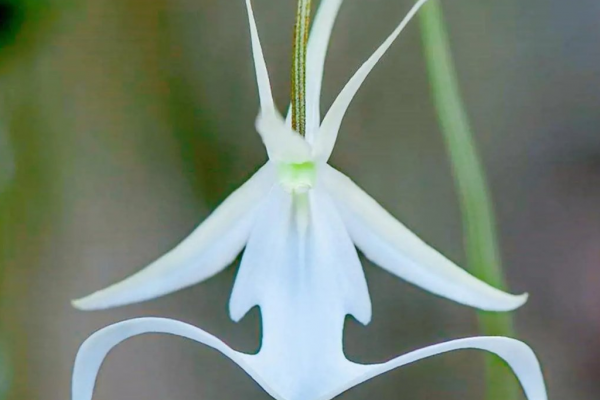 传说中最神秘的花