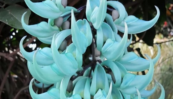 传说中最神秘的花