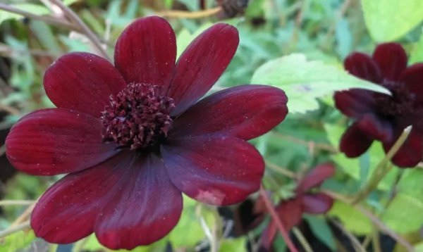 传说中最神秘的花