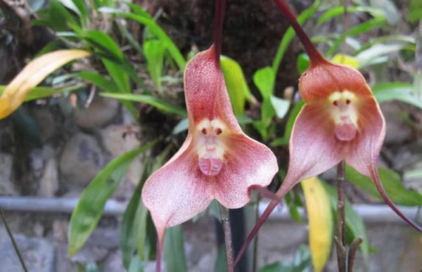 传说中最神秘的花