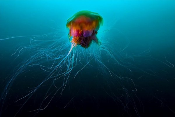 全世界恐怖生物排名