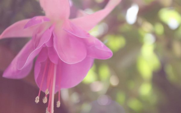 桃李之年是指多少岁的人