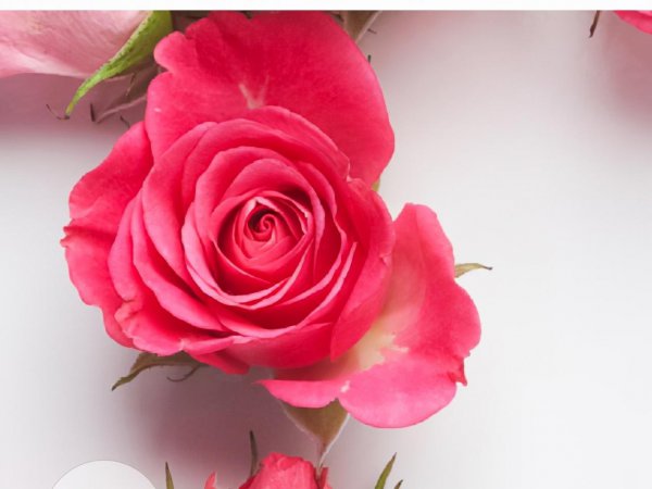 桃李之年是指多少岁的人