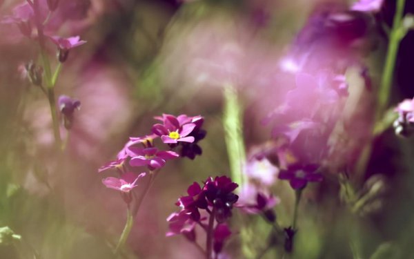 桃李之年是指多少岁的人