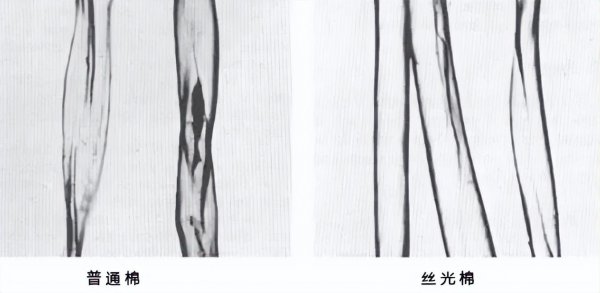 什么是丝光棉面料图片