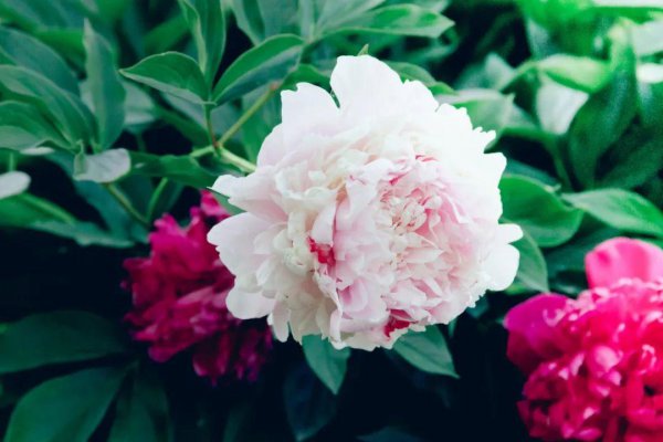 关于花的诗句名句大全