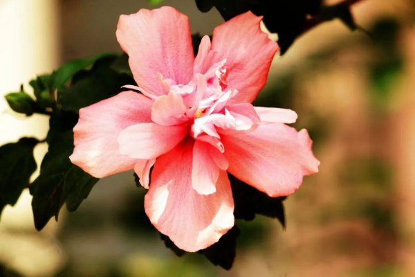 关于花的诗句名句大全