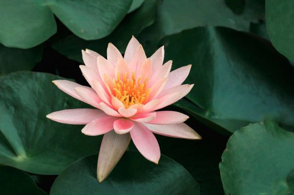 关于花的诗句名句大全