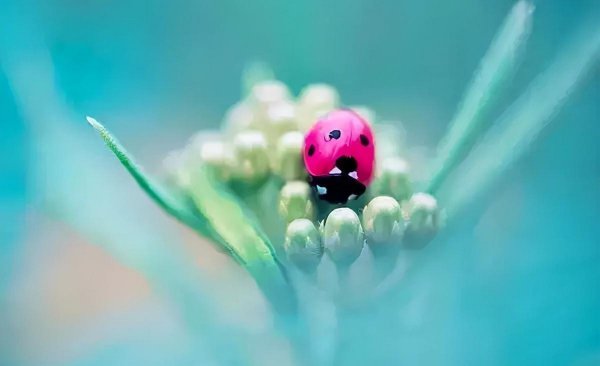 古诗登鹳雀楼全文解释