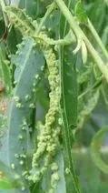 茄子病虫害的防治方法