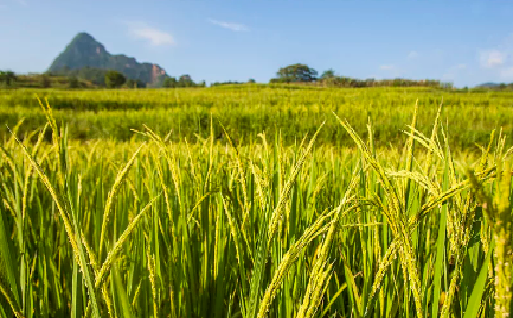 新凉古诗意思翻译