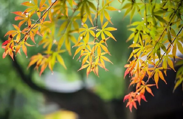 新凉古诗意思翻译