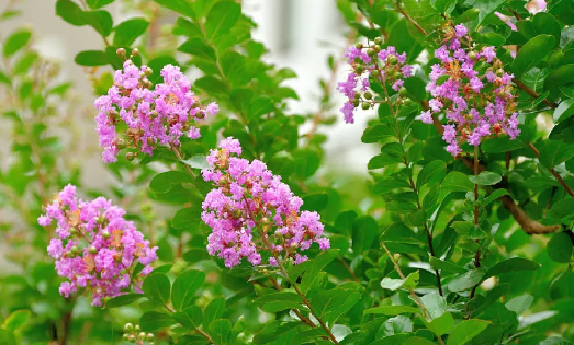 新凉古诗意思翻译