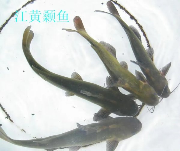 黄辣丁又叫什么鱼名字
