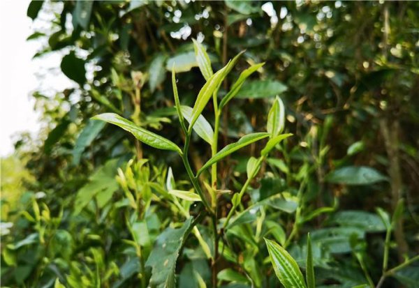 困鹿山普洱茶特点口感