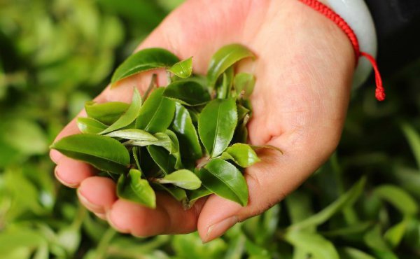 困鹿山普洱茶特点口感