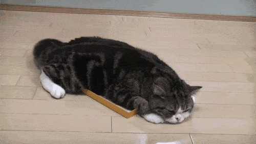 小猫害怕求饶的表现