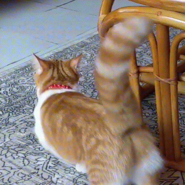 小猫害怕求饶的表现