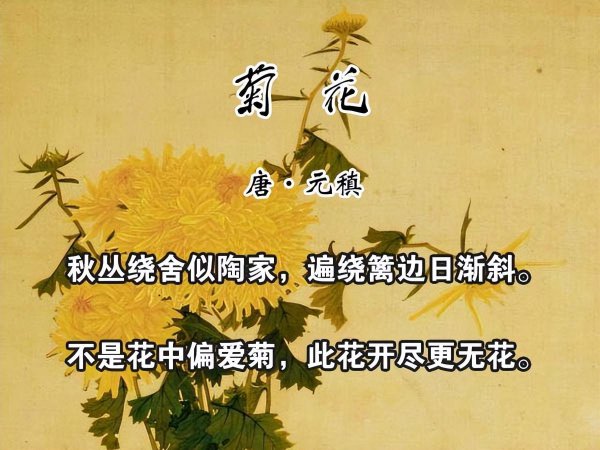 古诗菊花唐元稹的意思赏析