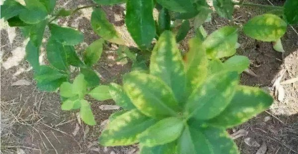 植物叶子发黄缺什么元素
