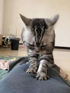 猫尾巴竖起来什么意思 21种猫咪肢体语言代表的意思