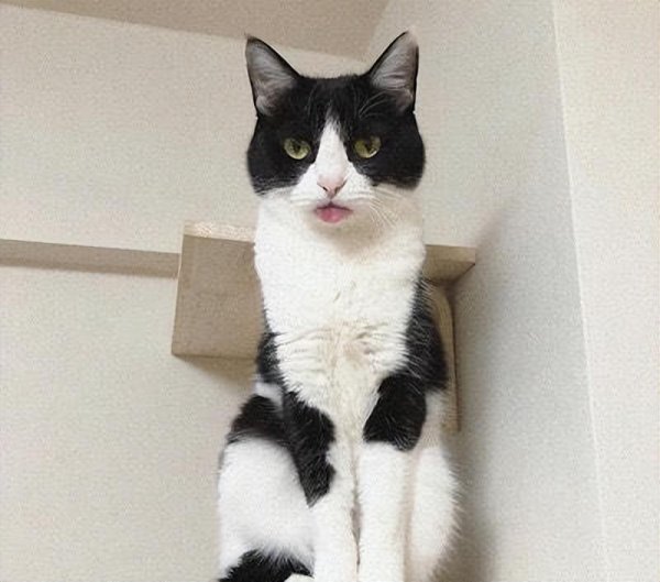猫尾巴竖起来什么意思