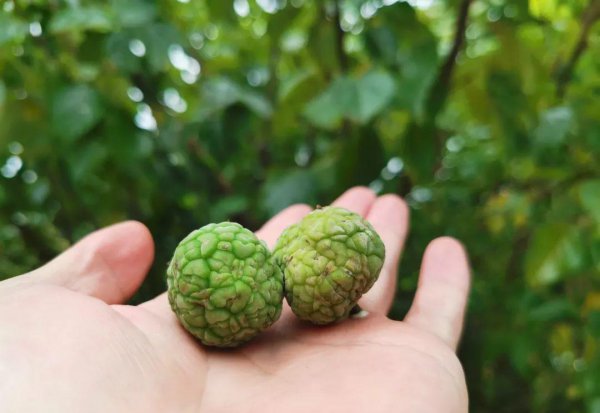 钓草鱼用什么饵料最好
