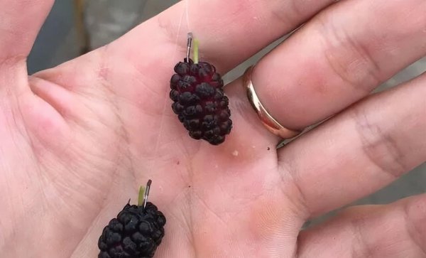 钓草鱼用什么饵料最好