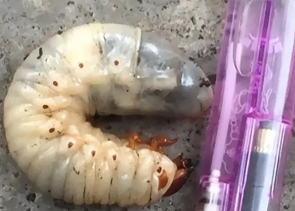 钓草鱼用什么饵料最好