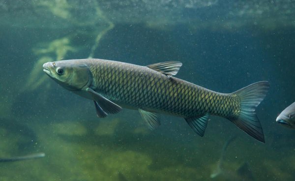 淡水鱼品种大全及图片