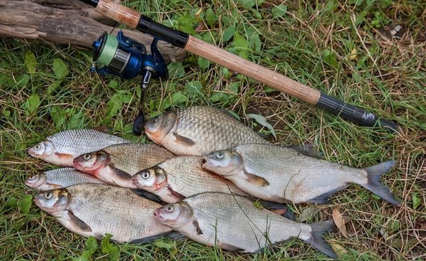 淡水鱼品种大全及图片