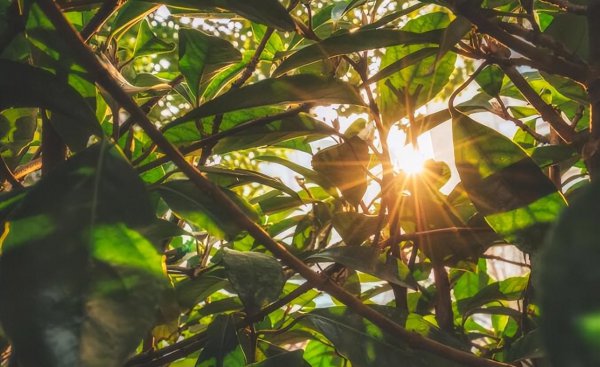 立夏称体重是什么意思