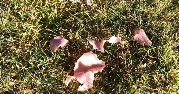 世界上最诡异的雨是什么雨