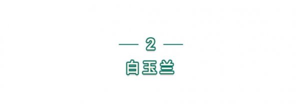 玉兰花长什么样子图片