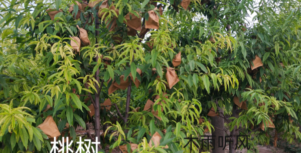 桃树谢花后打什么药效果好