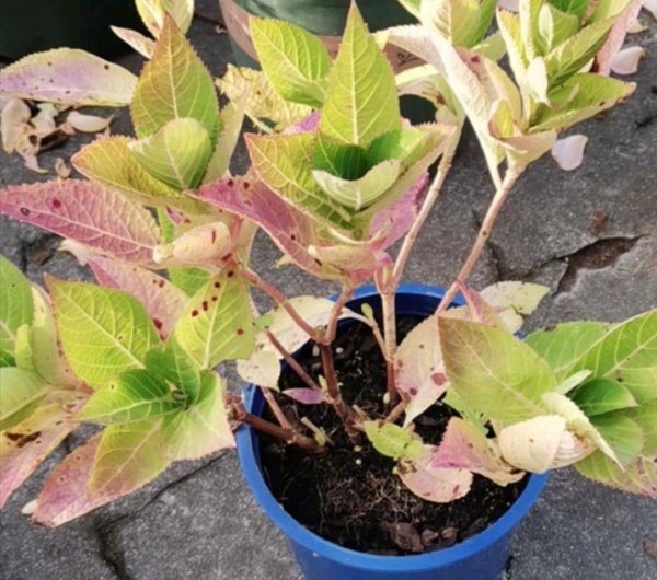 绣球花冬天能在外面过冬吗