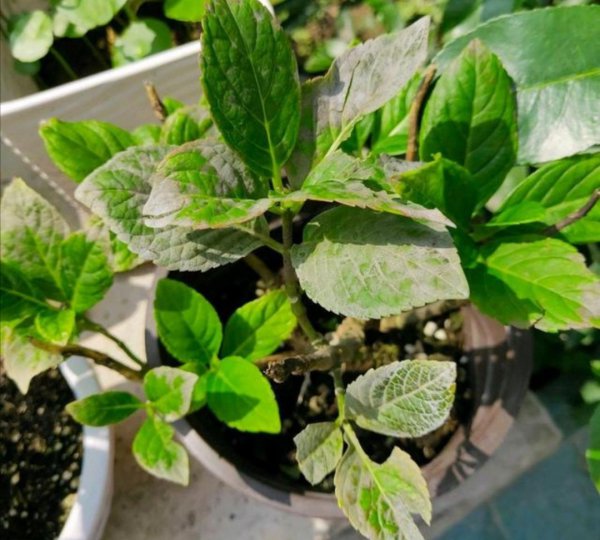 绣球花冬天能在外面过冬吗