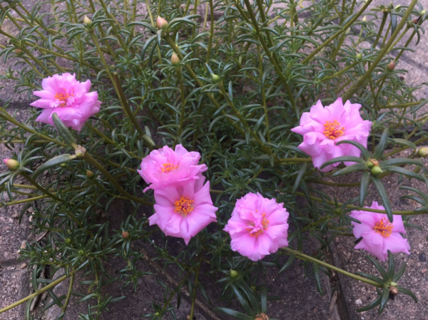 粉色花有哪些品种
