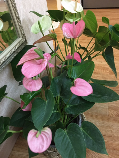 粉色花有哪些品种